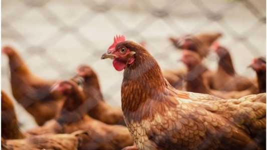 Com o aumento das cotas, exportação de aves no Brasil deve ganhar um incremento de US$ 60 milhões