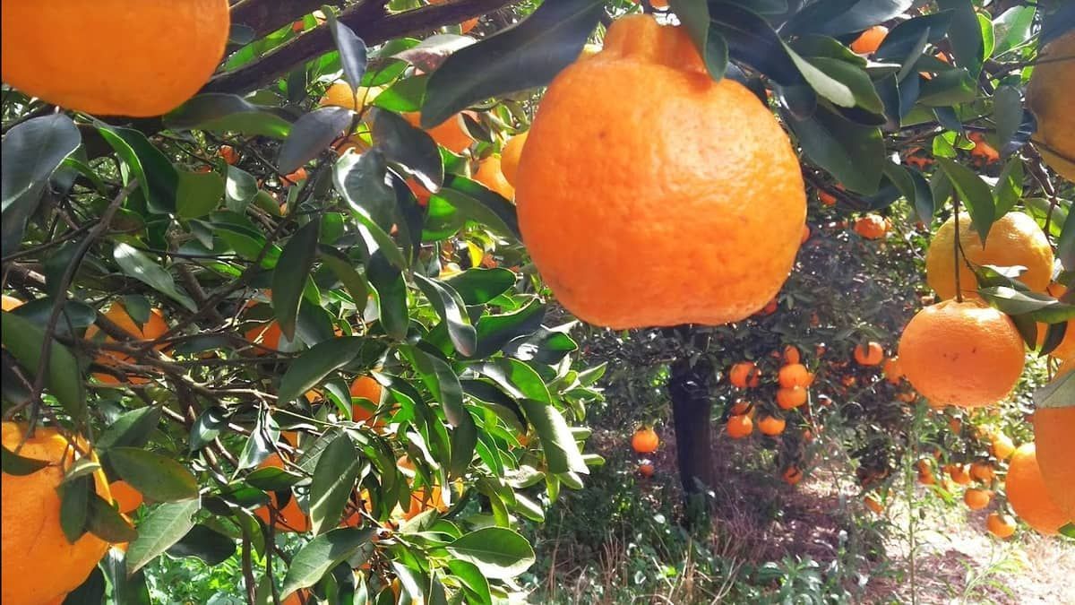 Emater-MG quer ‘retrato’ detalhado da citricultura no estado