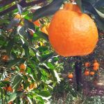 Emater-MG quer ‘retrato’ detalhado da citricultura no estado