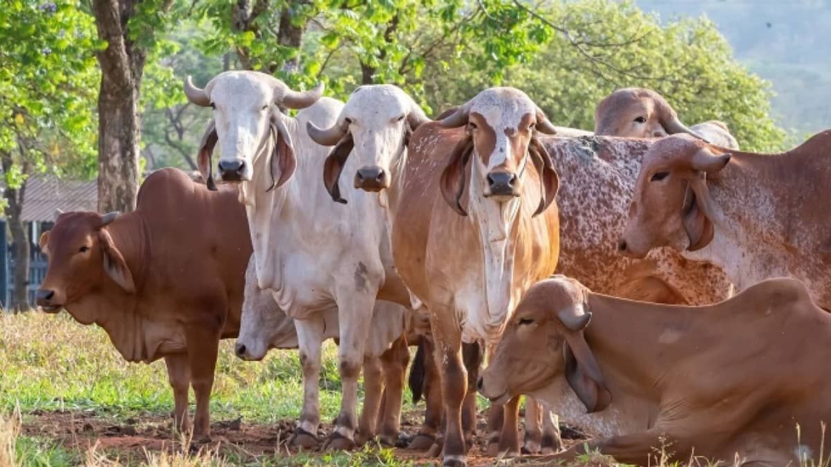 ABCZ desafia novilhas a produzirem leite sem bezerro e sem ocitocina; entenda