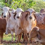 ABCZ desafia novilhas a produzirem leite sem bezerro e sem ocitocina; entenda