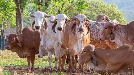 Com partos previstos para o mês de novembro, os testes foram iniciados em agosto