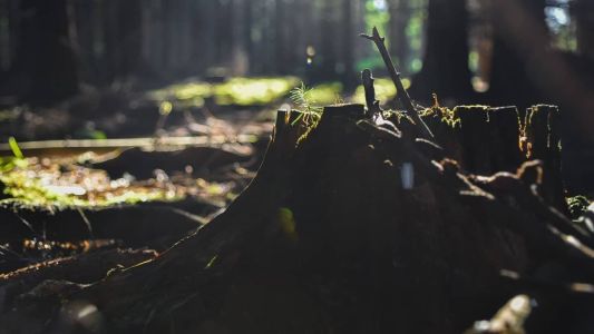 Combate ao desmatamento é prioridade