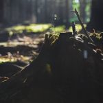 Plano contra desmatamento na Amazônia recebe sugestões