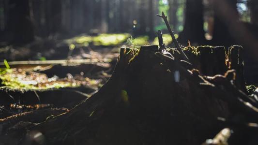 Combate ao desmatamento é prioridade