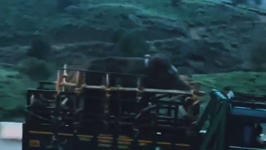 Comboio com o elefante Arikomban foi filmado por moradores