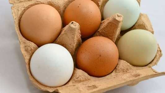 Comercialização de ovos sem registro  é caracterizada como 'venda clandestina'