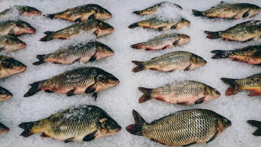 Comerciantes estão vendendo peixe congelado com injeção de até 40% de água, diz denúncia