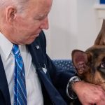 Cachorro de Joe Biden morde funcionários da Casa Branca e família procura soluções