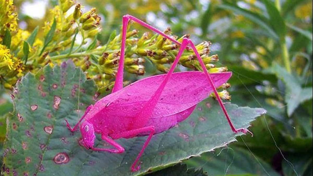 Gafanhoto da Barbie? Animal rosa choque é fotografado no País de Gales