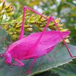 Gafanhoto da Barbie? Animal rosa choque é fotografado no País de Gales