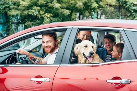Como viajar com animais