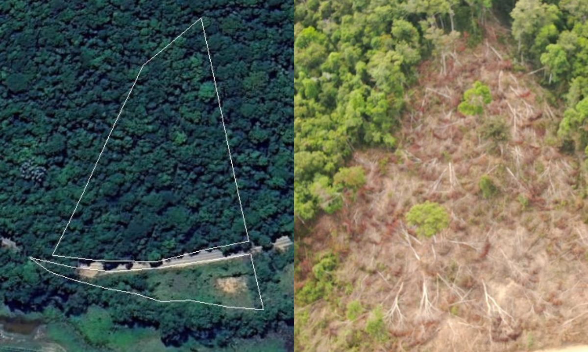 Três recebem voz de prisão por desmatar fragmento de Mata Atlântica em MG
