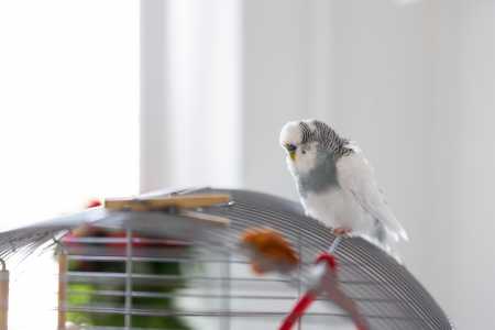 Pássaros têm mecanismos naturais para lidar com o frio, mas se as temperaturas caem abruptamente ou se mantêm muito baixas por muito tempo, até mesmo as aves que vivem em cativeiro correm riscos