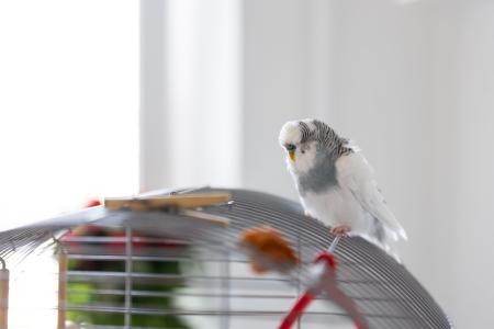 Pássaros têm mecanismos naturais para lidar com o frio, mas se as temperaturas caem abruptamente ou se mantêm muito baixas por muito tempo, até mesmo as aves que vivem em cativeiro correm riscos
