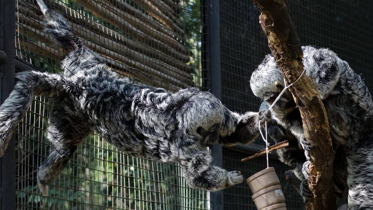 Prefeitura rebate deputada e defende concessão de zoológico de BH