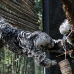 Prefeitura rebate deputada e defende concessão de zoológico de BH