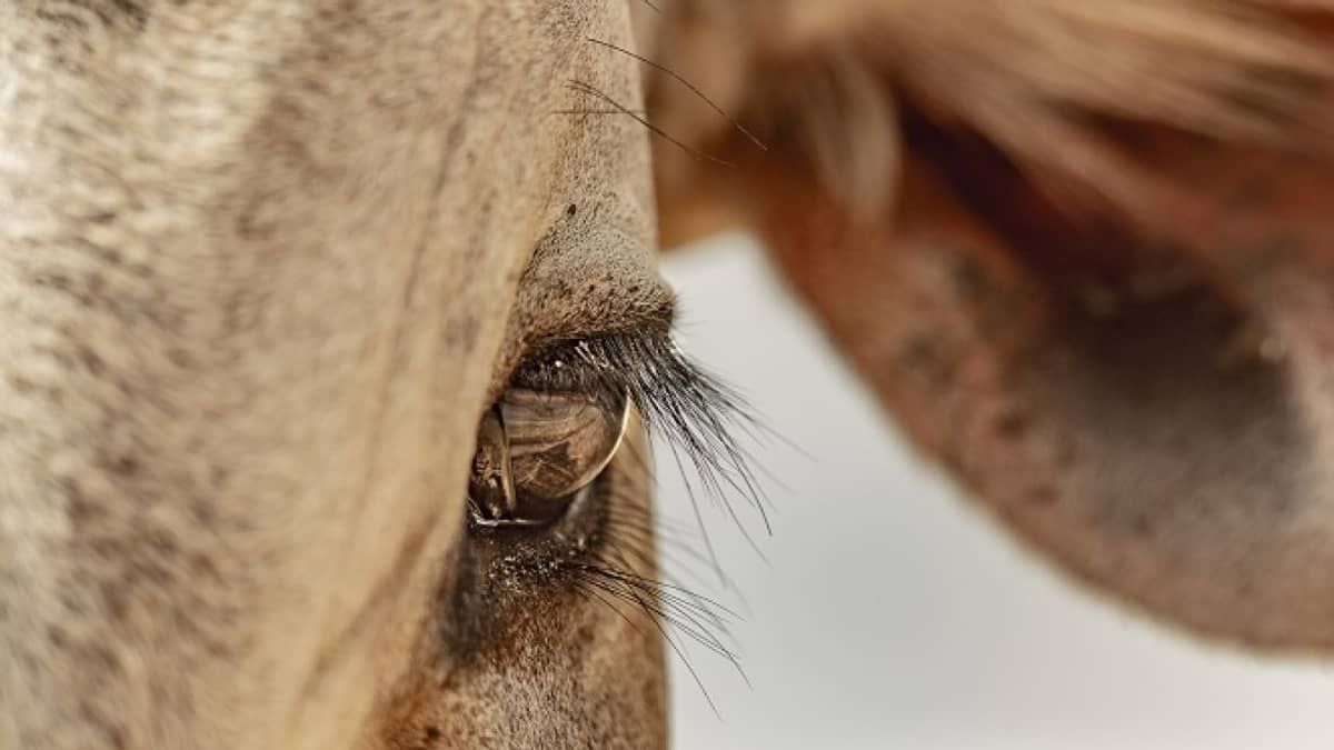 ABCZ lança concurso de fotografia sob o tema “Amor pelo Zebu”