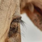 ABCZ lança concurso de fotografia sob o tema “Amor pelo Zebu”