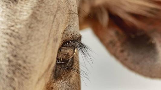Concurso quer divulgar fotografias que enalteçam a paixão dos zebuzeiros e da sociedade em geral pelas raças zebuínas.