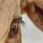 ABCZ lança concurso de fotografia sob o tema “Amor pelo Zebu”