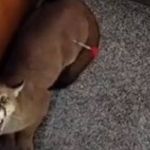 Onça invade condomínio de famosos e assusta moradores em Goiânia  