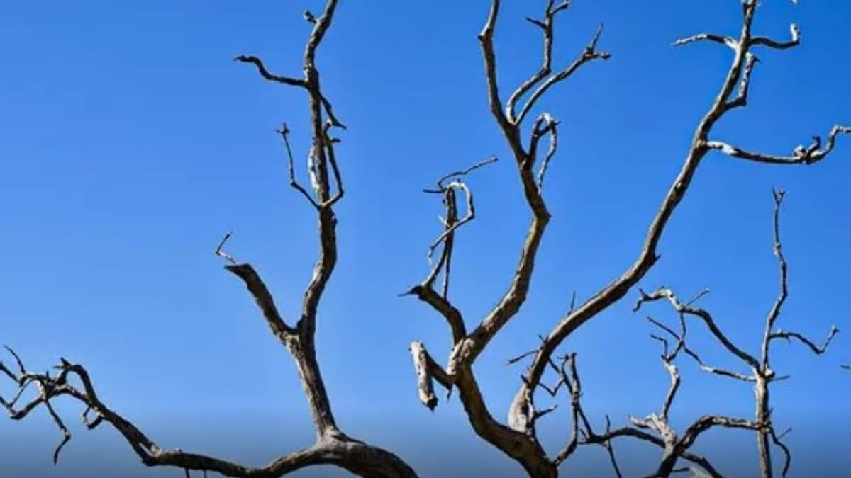 Previsão do tempo: Minas Gerais tem alerta de tempo seco e baixa umidade pode chegar a 20% 