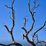 Previsão do tempo: Minas Gerais tem alerta de tempo seco e baixa umidade pode chegar a 20% 