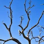 Minas tem alerta de tempo seco com risco para a saúde e de incêndios; veja lista