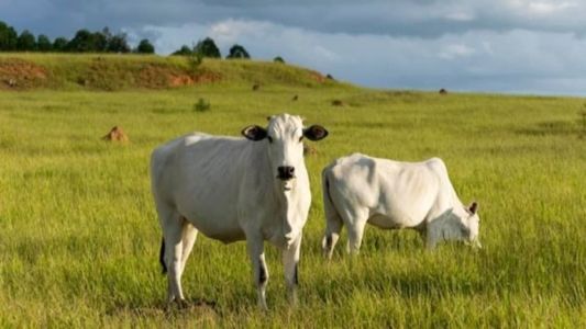 Confira o giro do mercado