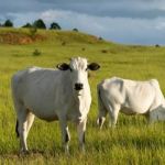 Boi e vaca: carne, leite e o consumidor