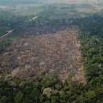 Cúpula da Amazônia: podcast debate se é possível acabar com o desmatamento na floresta