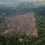Cúpula da Amazônia: podcast debate se é possível acabar com o desmatamento na floresta