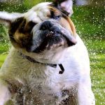 Posso dar gelo para meu cachorro? Veterinário tira dúvidas sobre como amenizar calor para seus pets