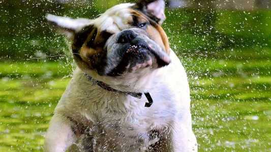 Confira orientações para cuidar bem dos pets