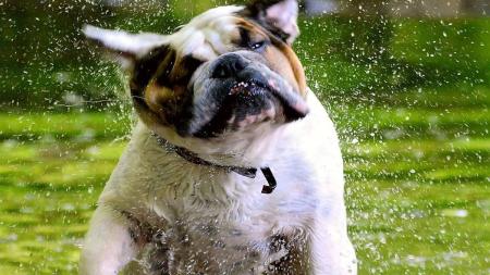Confira orientações para cuidar bem dos pets