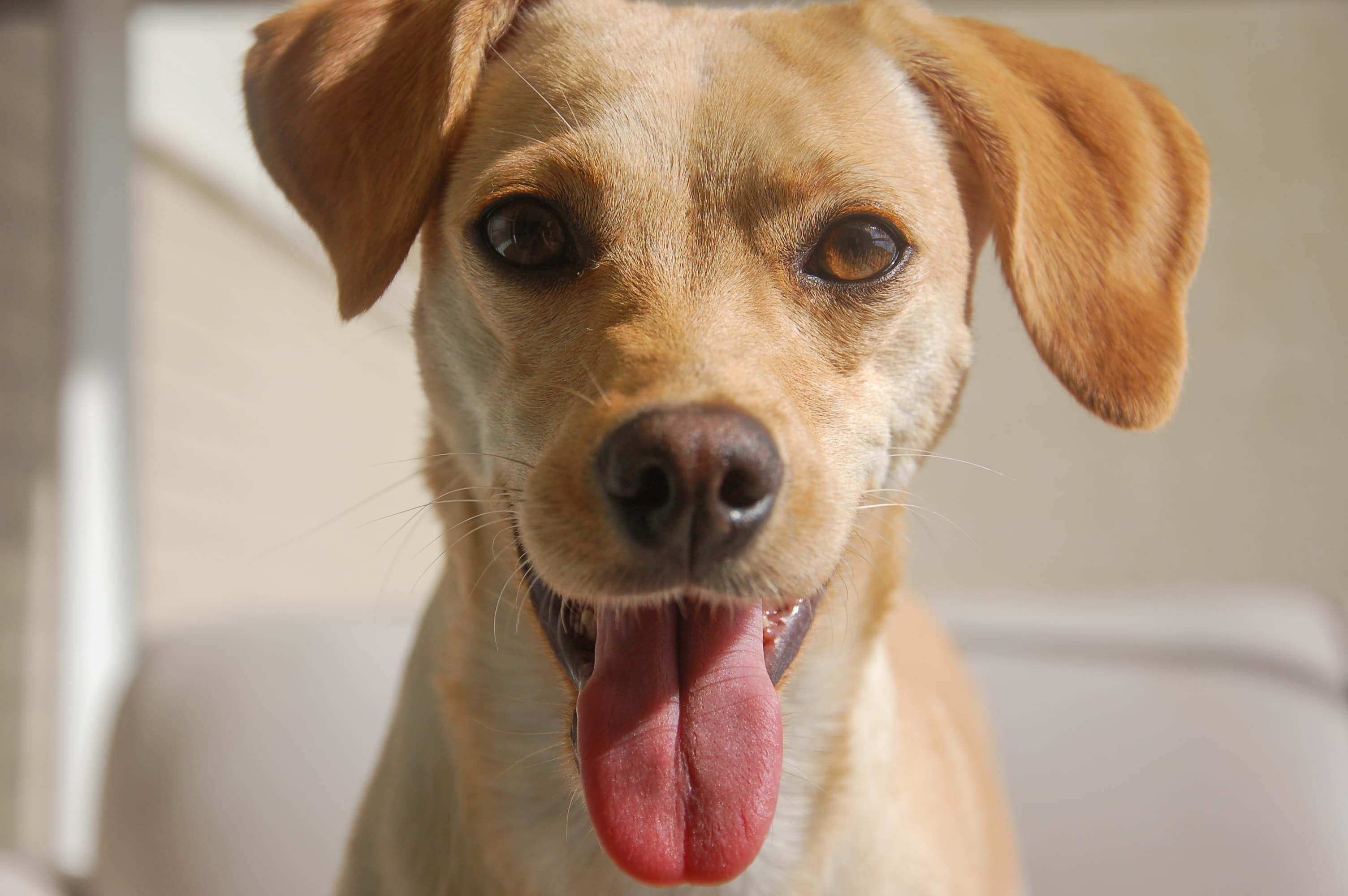 Shopping de Betim terá feira de adoção de 'cães caramelo' neste sábado (29)