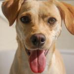 Shopping de Betim terá feira de adoção de 'cães caramelo' neste sábado (29)