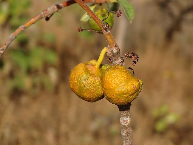 'Chicletinho do Cerrado': conheça fruta encontrada em MG rica em vitaminas