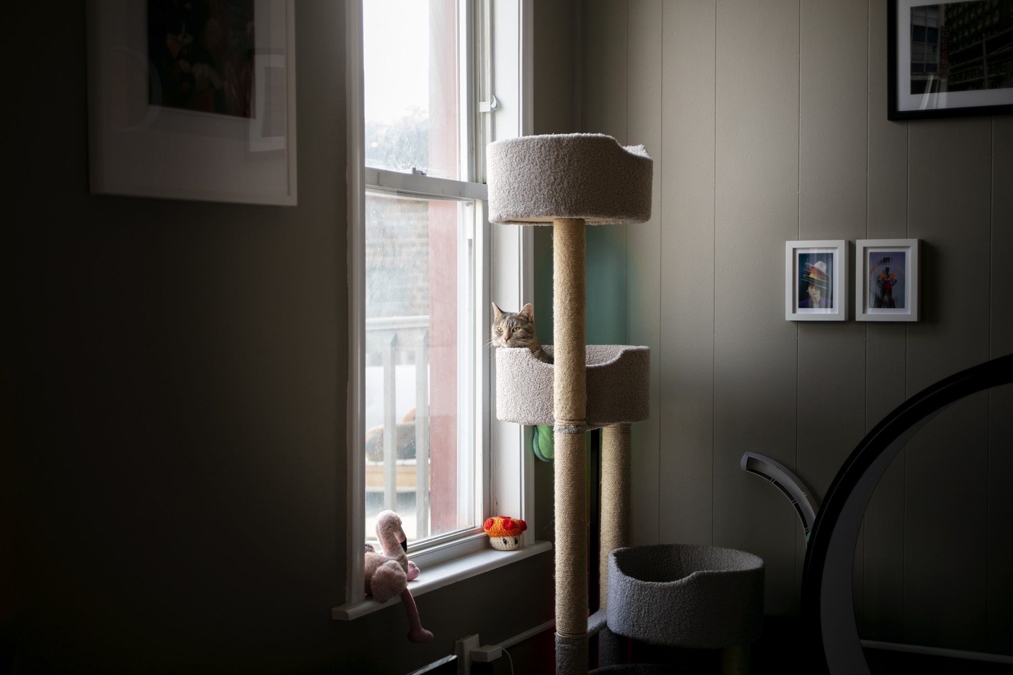 Cama suspensa para gatos é opção para ambientes compactos