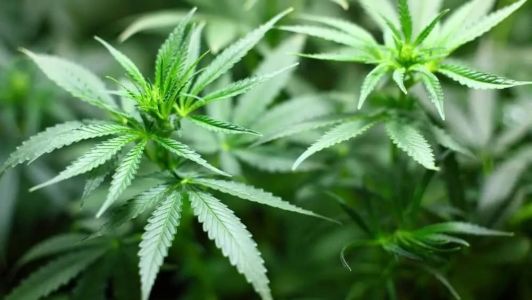 Consórcio de municípios fez licitação para compra de medicamentos à base de cannabis