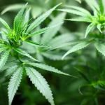 Tribunal de Contas suspende licitação de municípios mineiros para compra de medicamento à base de cannabis