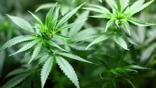 Consórcio de municípios fez licitação para compra de medicamentos à base de cannabis