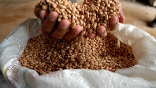Consumidor pode perceber a queda dos preços do feijão nesta semana