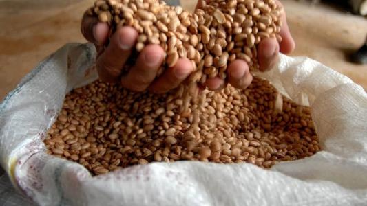 Consumidor pode perceber a queda dos preços do feijão nesta semana