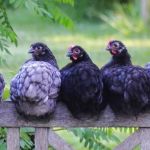 Galinhas põem menos ovos na Quaresma? Mito ou verdade? Entenda