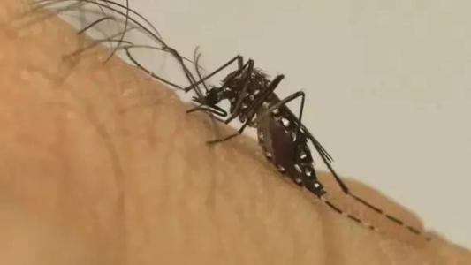 Contagem investiga outro óbito com suspeita de chikungunya