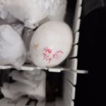 Paraguaios levam multa pesada ao embarcar com 24 ovos silvestres no Brasil para 'tramento de pele'