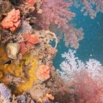 “Coral invasor”: entenda espécie que ameaça corais nativos do litoral brasileiro