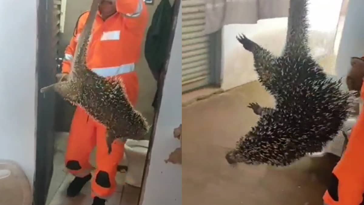 Corpo de Bombeiros resgata ouriço-cacheiro em Araguari; confira vídeo 